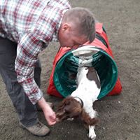 HDDTC Haslemere District Dog Training Club dog puppy training classes dog Kennel Club Good Citizens agility rally heelwork to music Haslemere Grayshott Surrey Hampshire Kennel Club registered