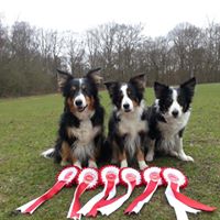 HDDTC Haslemere District Dog Training Club dog puppy training classes dog Kennel Club Good Citizens agility rally heelwork to music Haslemere Grayshott Surrey Hampshire Kennel Club registered