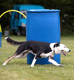 dog puppy training haslemere grayshott surrey hampshire