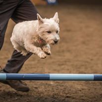 hddtc agility classes